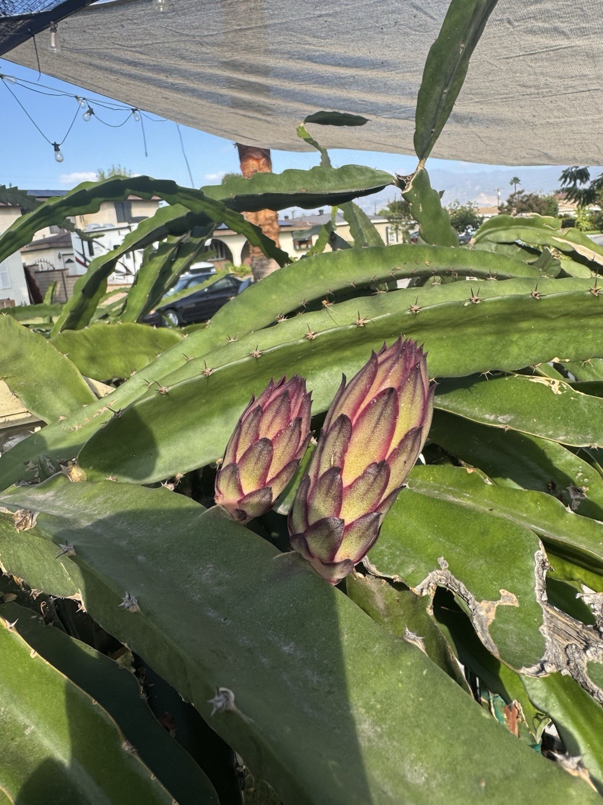 Sweet, White Dragon Fruit Cutting self pollination 8 to 12 inches ￼