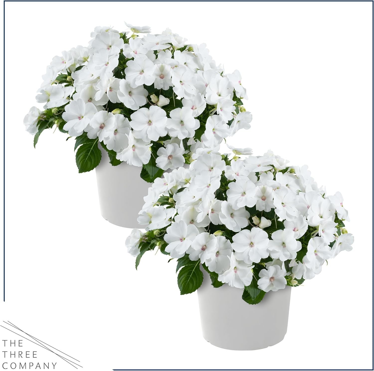 Gorgeous Live New Guinea Impatiens – 2 White Flowering Plants for Outdoor Charm