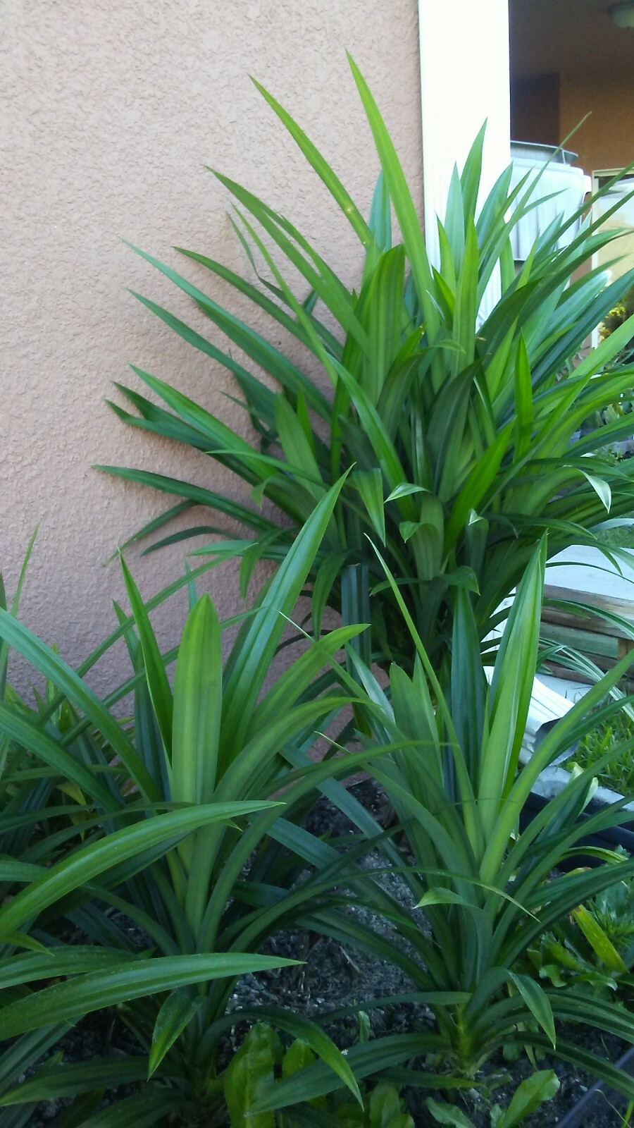Live Pandan Extra Large Mature  Plant, over 18″ inches Tall.