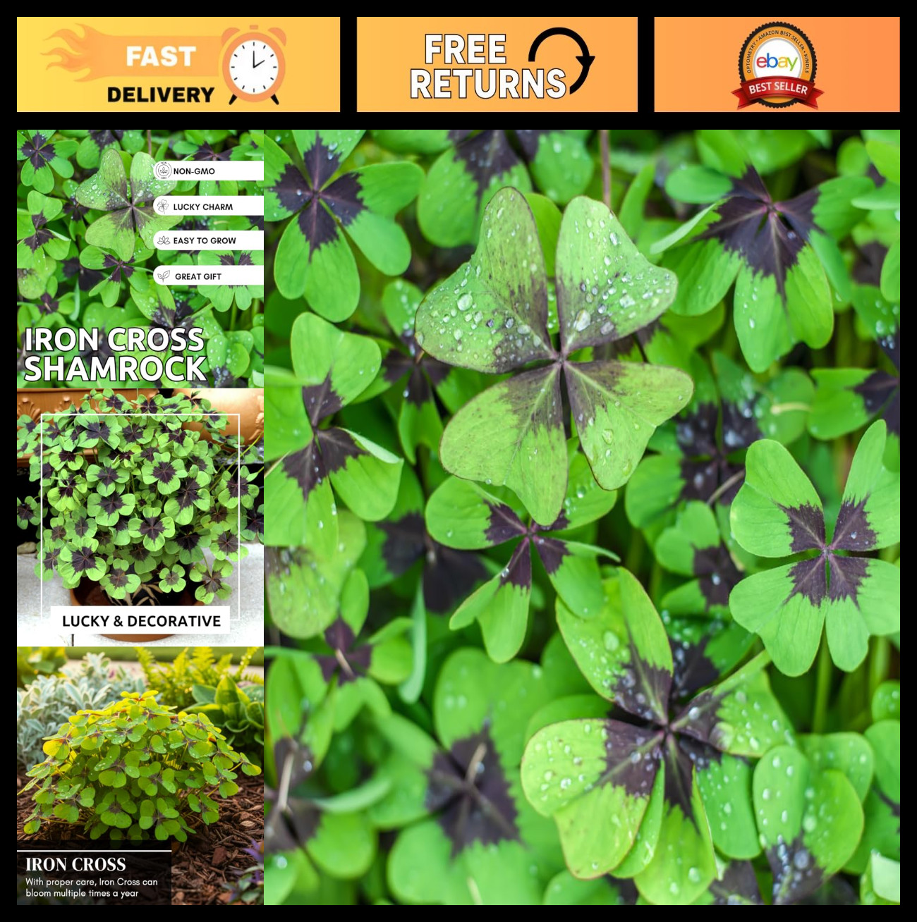 Fast Growing Iron Cross Shamrock Bulbs – Year Round Indoor/Outdoor Color (10 Bul