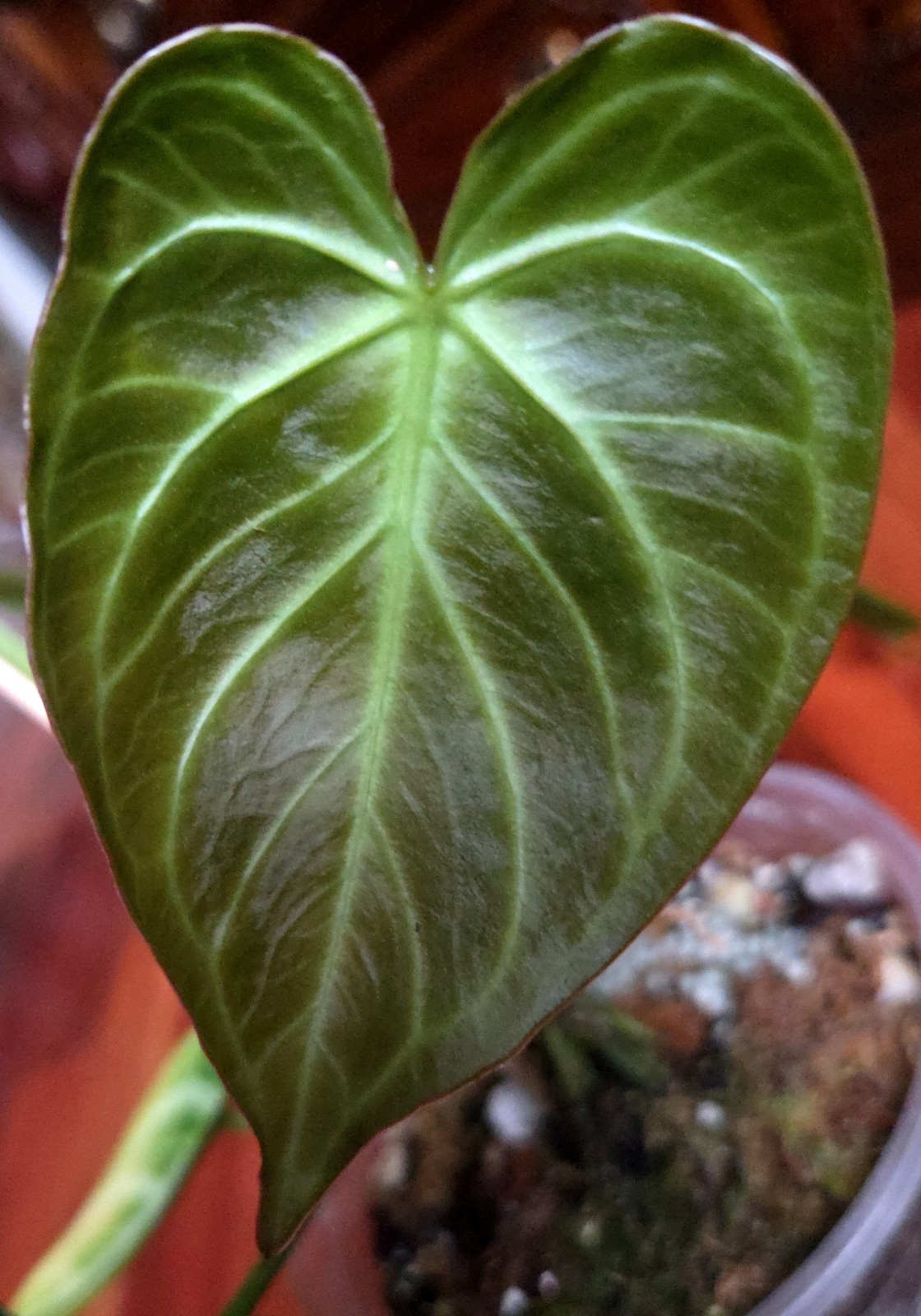 Rare XL Anthurium Dorayaki X Silver Blush 21″ Tall Not Philodendron Monstera