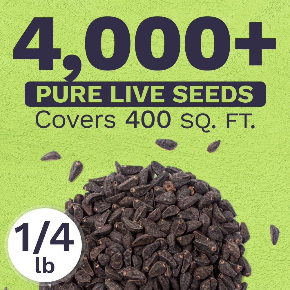 Morning Glory Seeds Heavenly Blue – Bulk 1/4 Pound Bag – over 4,000 Fresh Flower