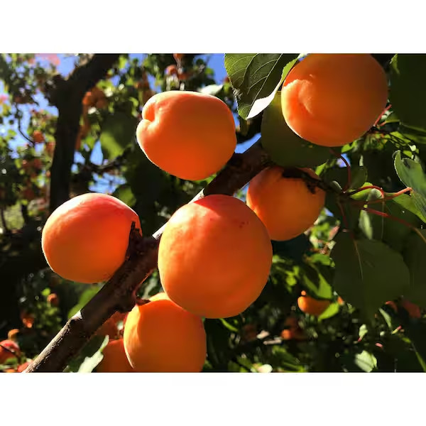 Dwarf Blenheim Apricot Tree (Bare-Root, 3 Ft. to 4 Ft Tall, 2-Years Old)