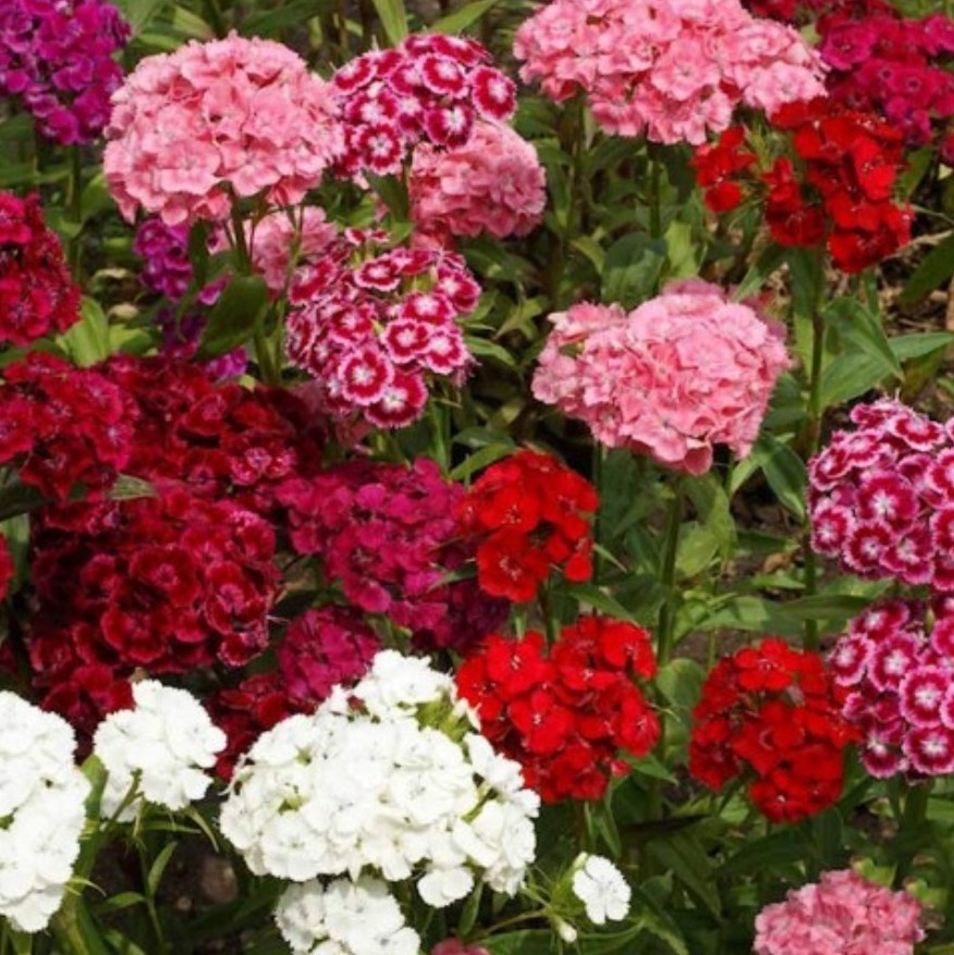 400+ Sweet Williams Seeds **Fresh Seeds** ~~Free Shipping ~~