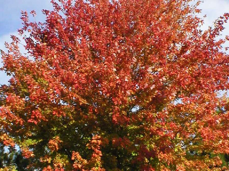 Sugar Maple, Acer saccharum, Tree Seeds (Fall Colors, Hardy)