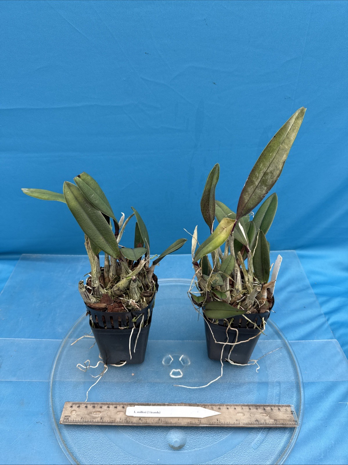 Cattleya milleri Miranda Red Orange Species Orchid Eros New Growth 4” Pot