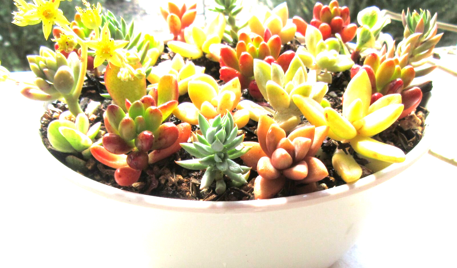 30+ ROSETTES 30 (!) Varieties Succulent 1-2 inch Cuttings Free Ship 2+ Lots
