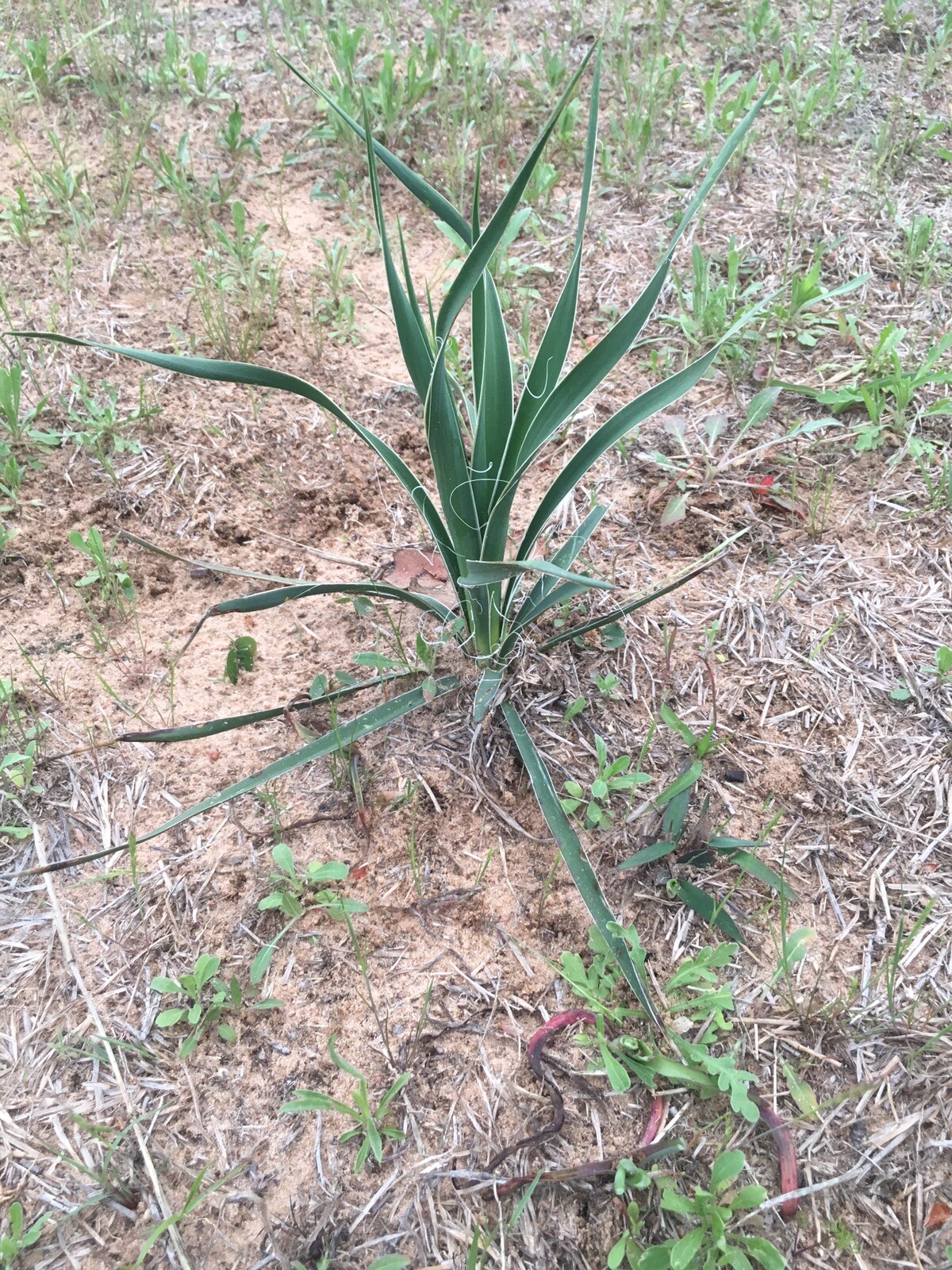 1 Yucca Plants 🌱 Starter Yuca Landscaping Adams Needle 8-10“ tall