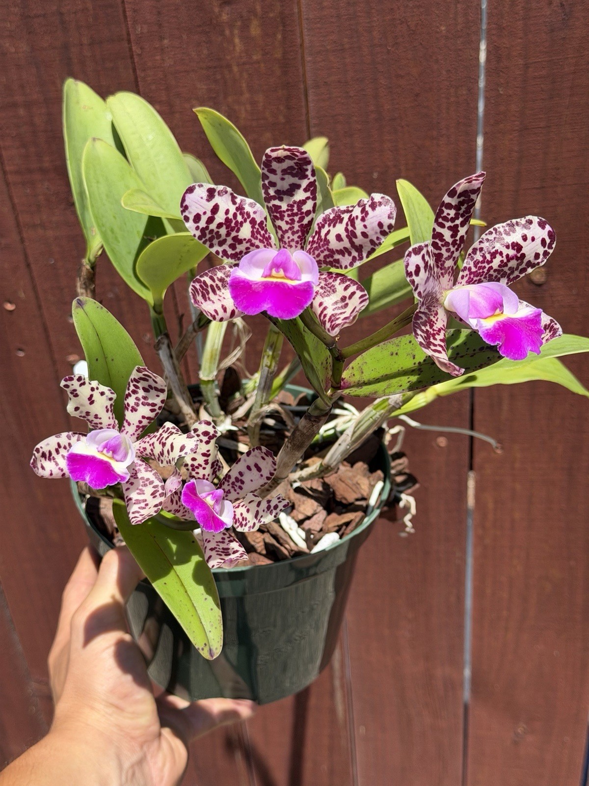 SVO Stud Collection Orchid: C. Summer Spot X C. Small World