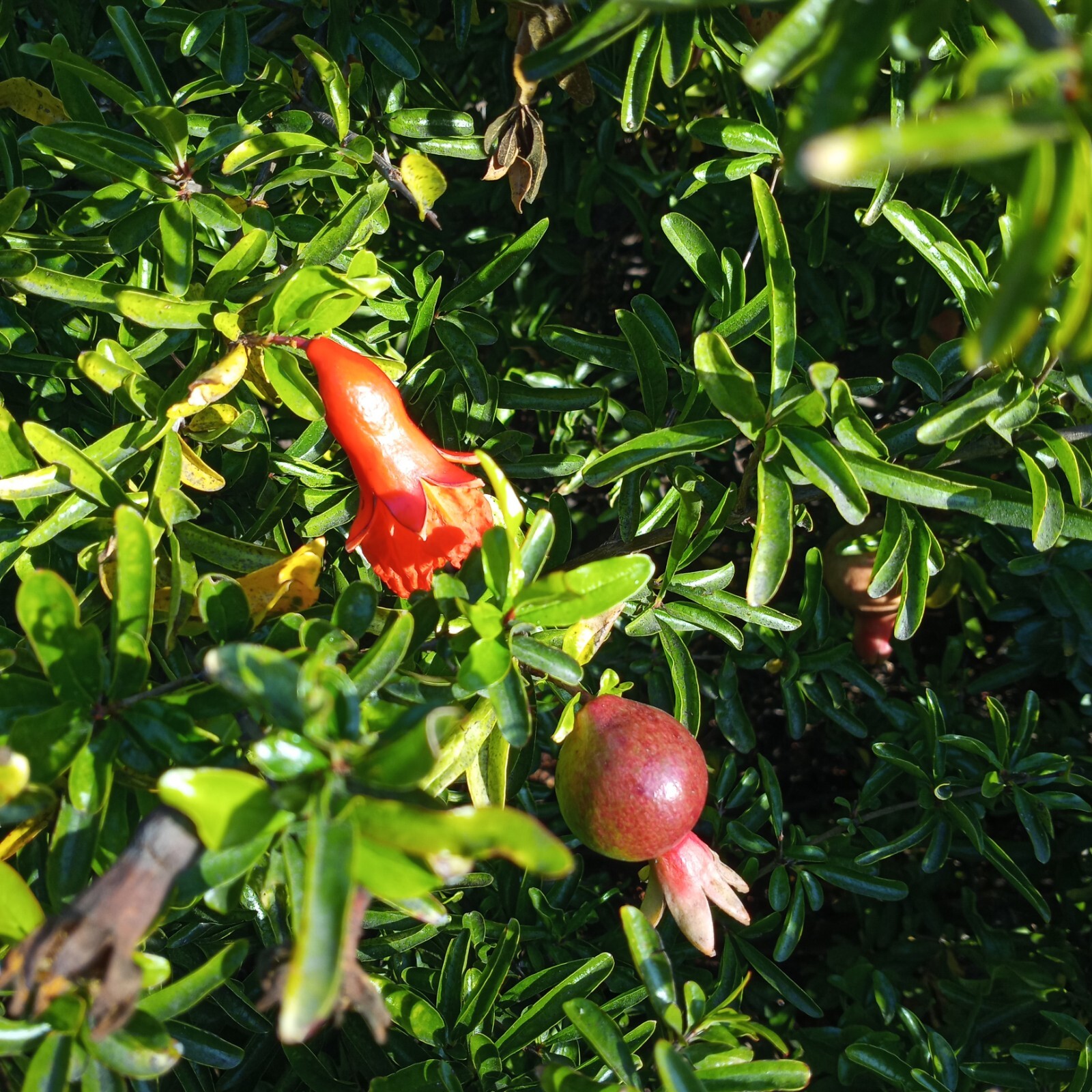 20 Bonsai Pomegranate Tree Seeds Punica granatum Nana