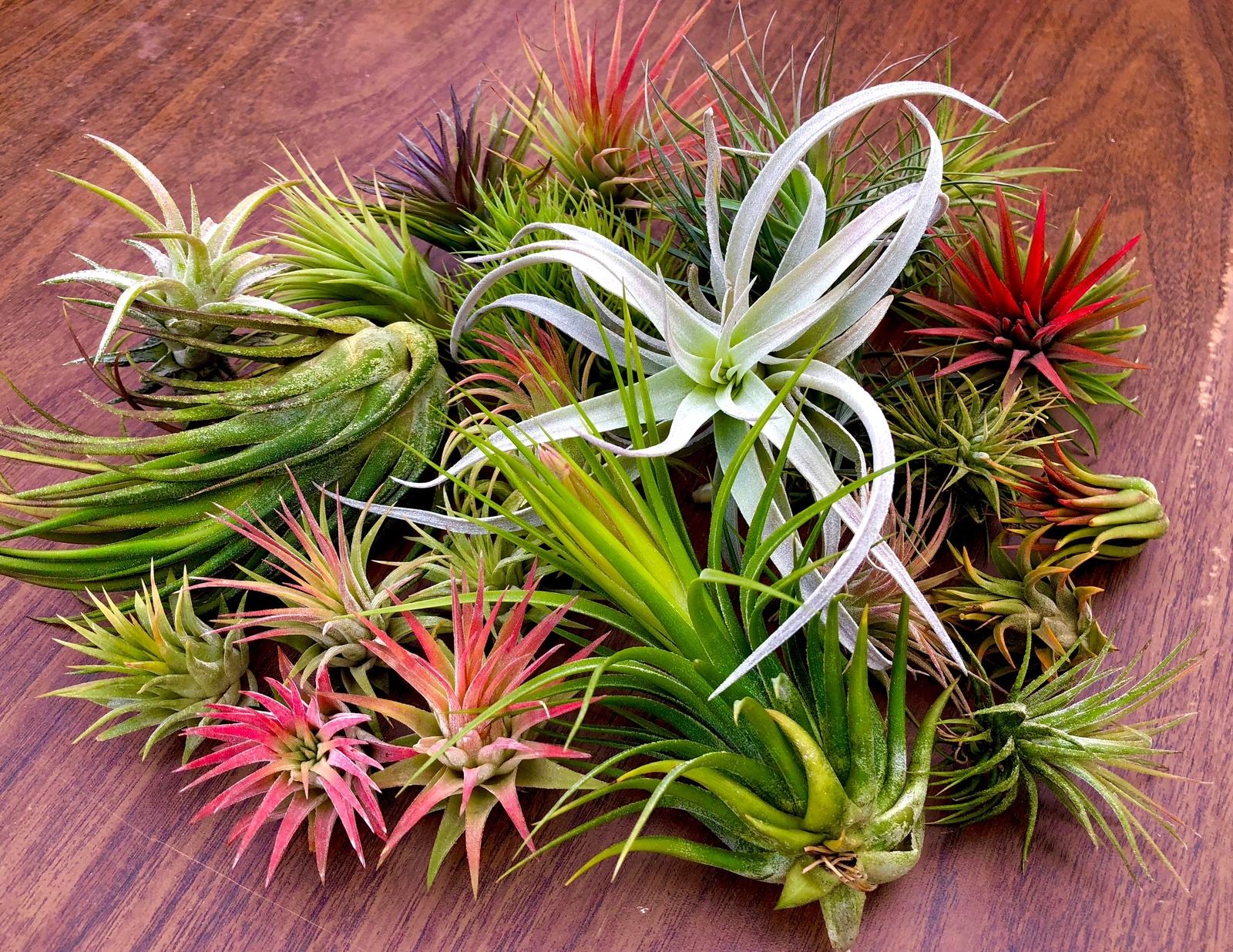 10 Pack Premium Air Plants Tillandsia Mix *Beginner Friendly Selections*