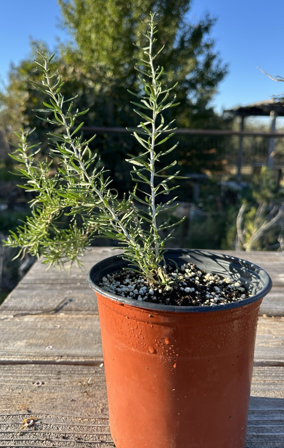 Rare Live Black Goji Berry (Lycium ruthenicum) Plant – Black Wolf Berry