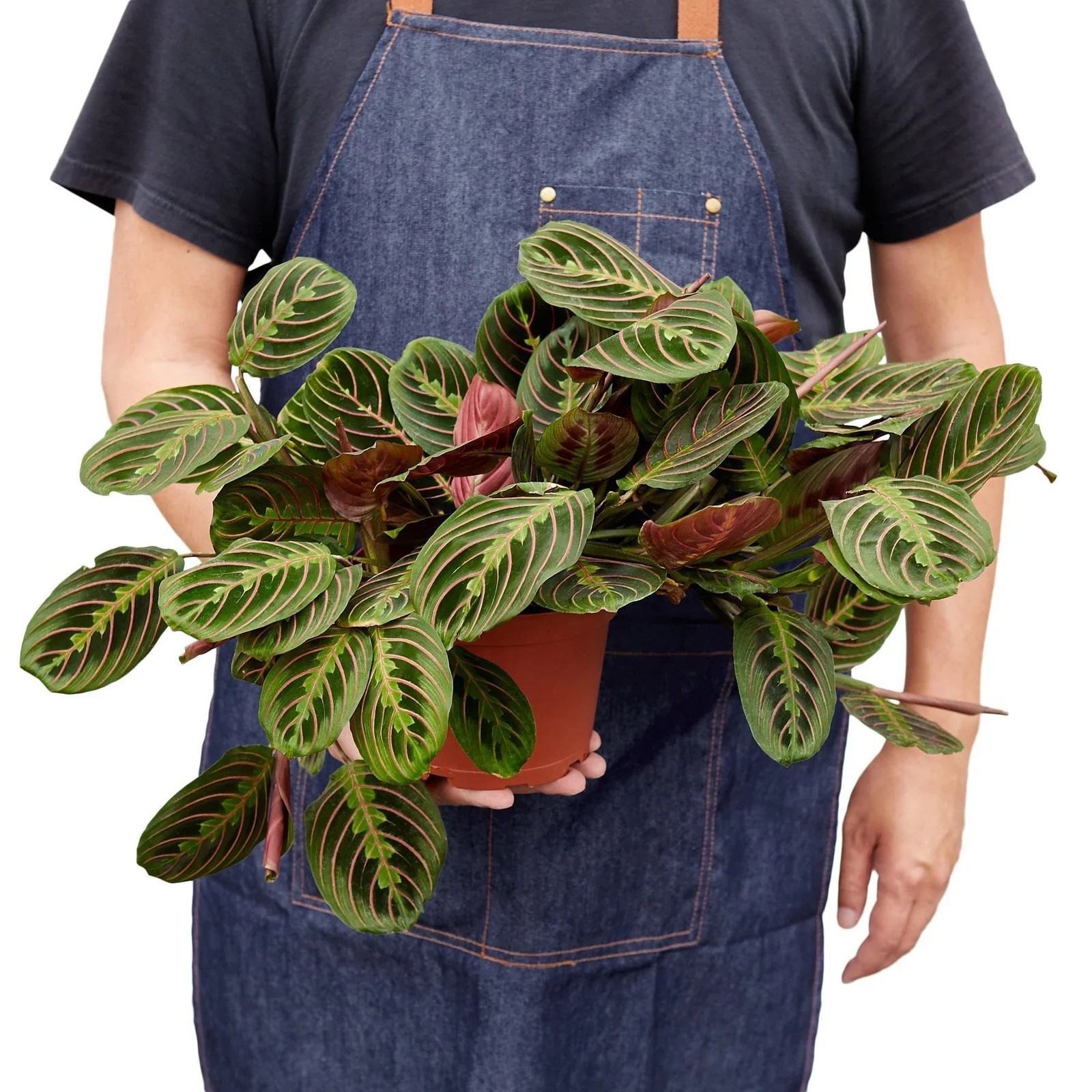 Maranta Red Prayer Plant • Vibrant Herringbone Pattern • 6″ Hanging Basket