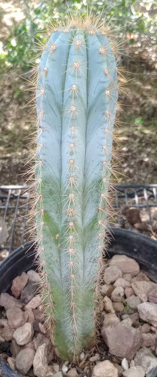 Pilosocereus Blue Columnar Cactus Stems 8 to 15 Inches Tall