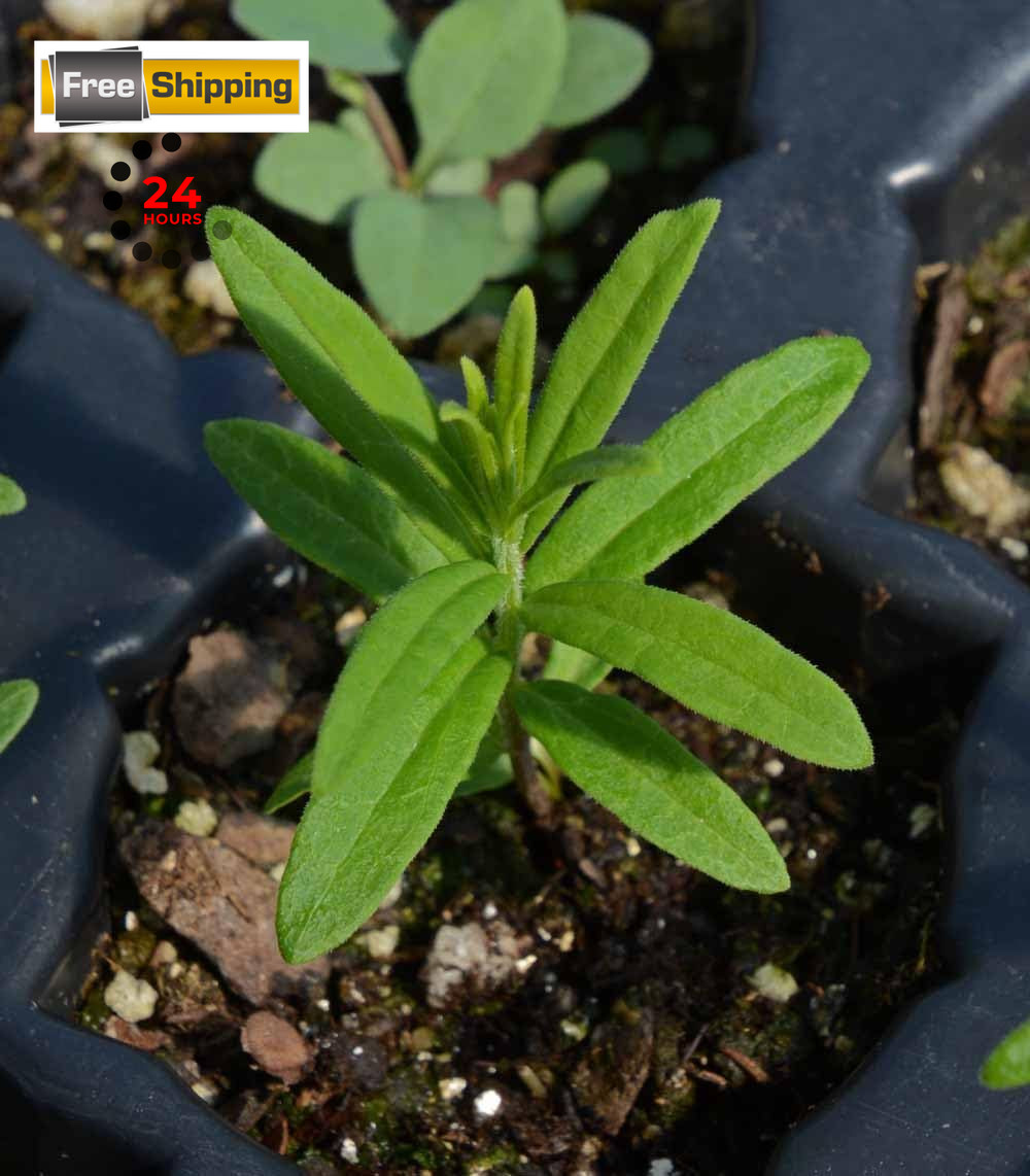 Orange Butterfly Milkweed Flower Seeds (Asclepias Tuberosa), Orange,Yellow