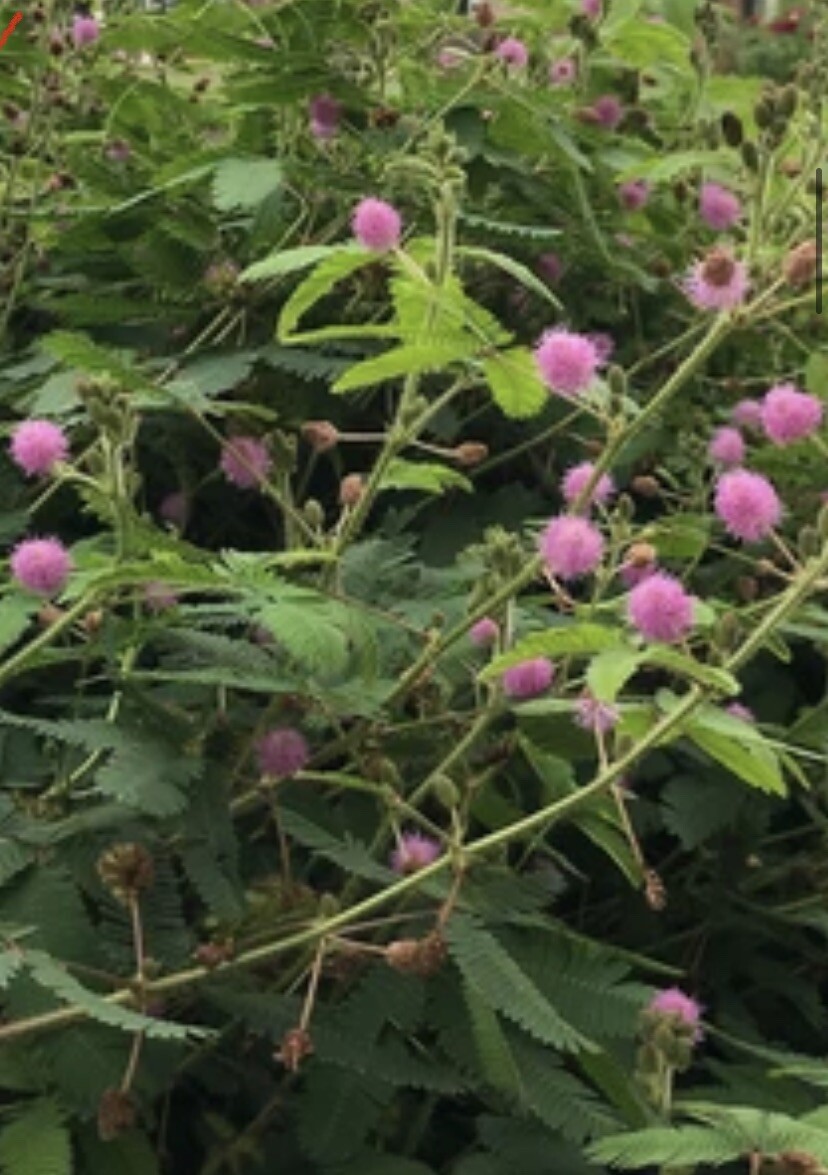 Sensitive Plant Touch Me Not Mimosa podia Seeds heirloom NJ USA See Store