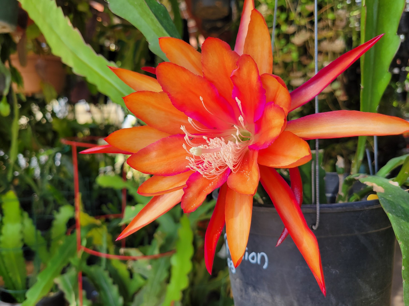 Epiphyllum Flaming Passion Unrooted Cuttings – 8 to 10 inches long