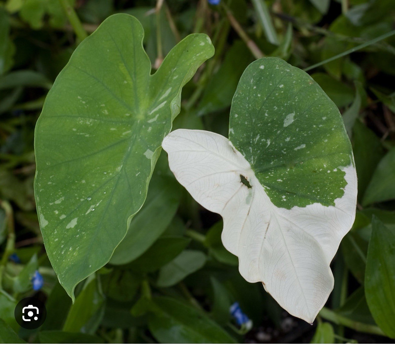 Milky Way- Colocasia esculenta- Elephant Ear – SMALL ROOTED STARTER Plant