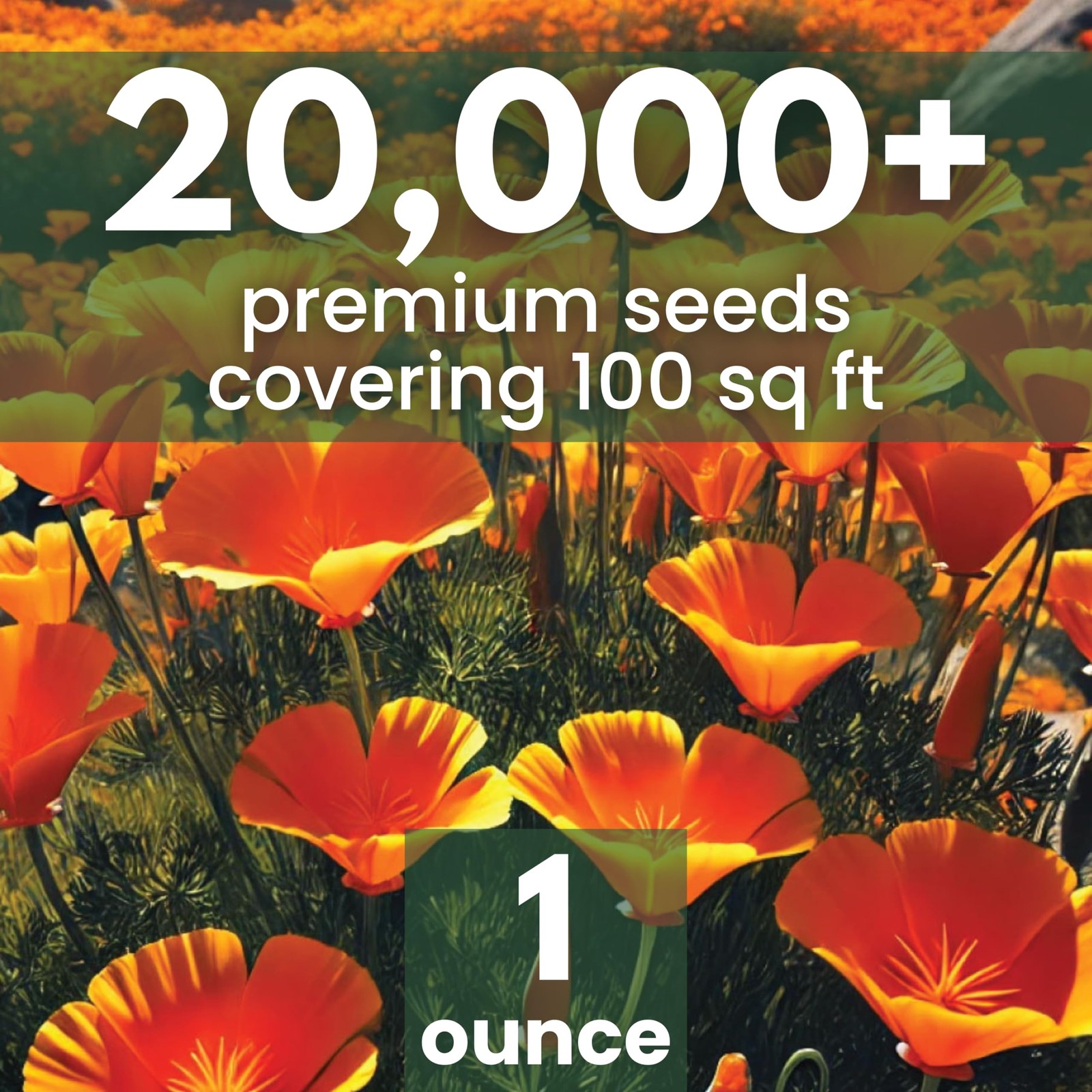 California Poppy Orange – Large 1 Ounce Packet – 1 oz (20,000 Seeds)