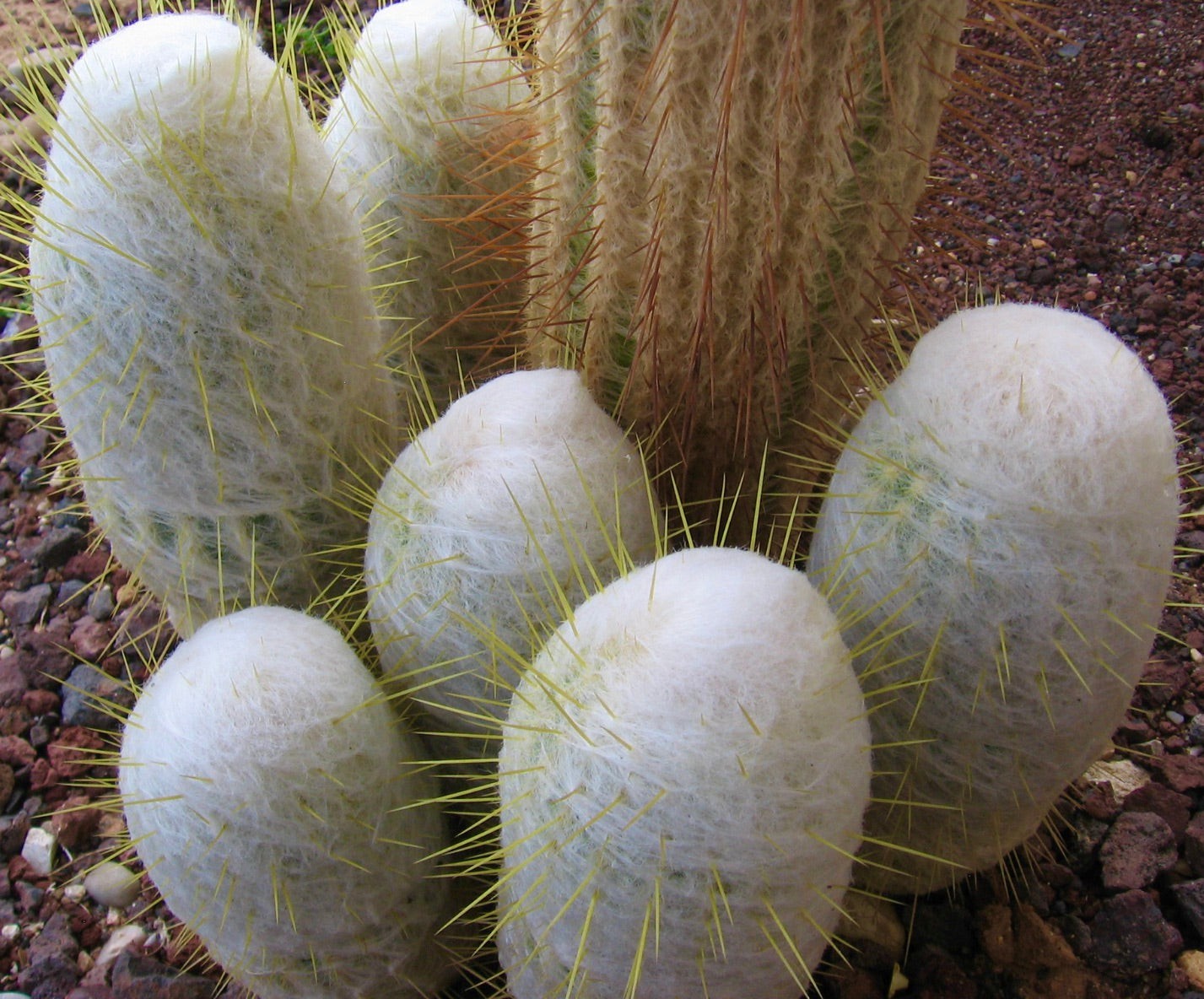 Espostoa Churinensis 8 Seeds Free Shipping!
