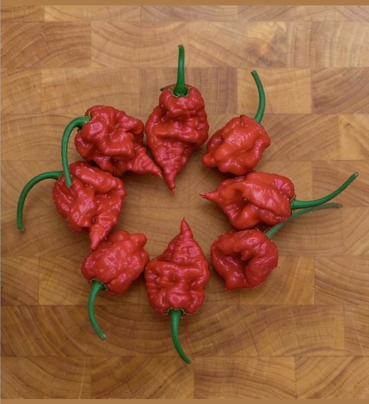 Carolina Reaper Pepper – 50 Seeds – Organic – Heirloom – HOT!