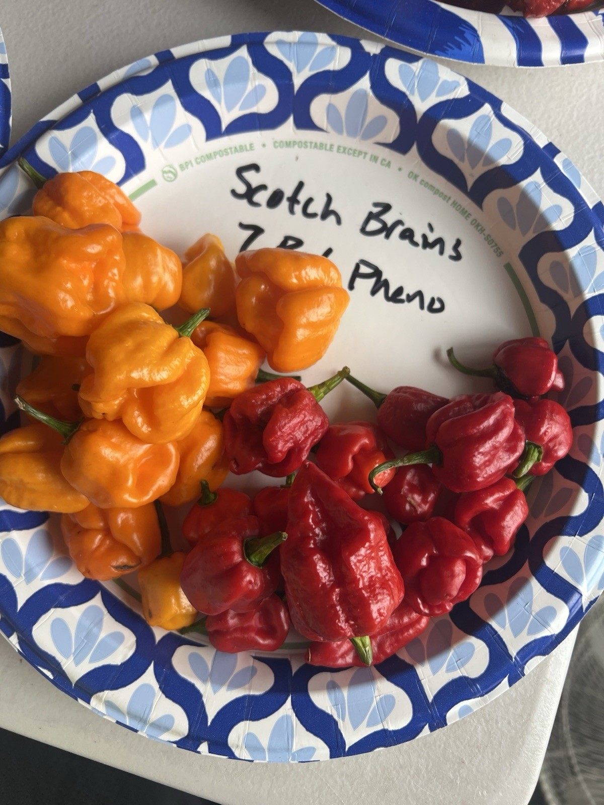 Scotch Brains 7 Pot Pheno Red Hot Pepper Seeds 15+ Per Pack