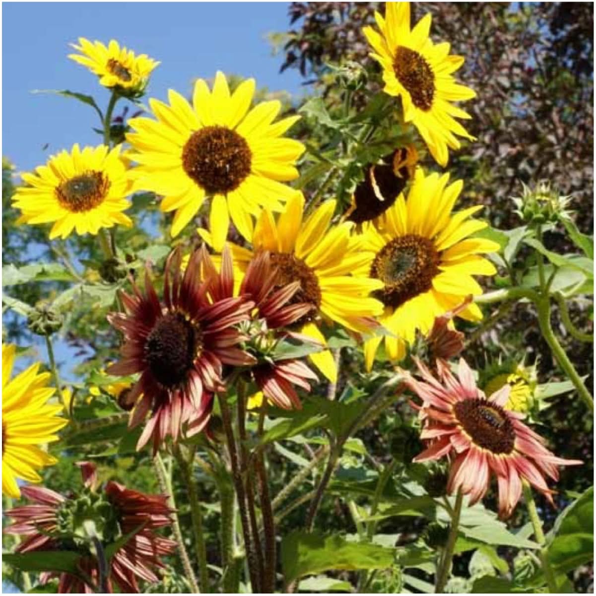 Crazy Mixed Sunflower Seeds For Planting (Helianthus annuus) 15+ Varieties