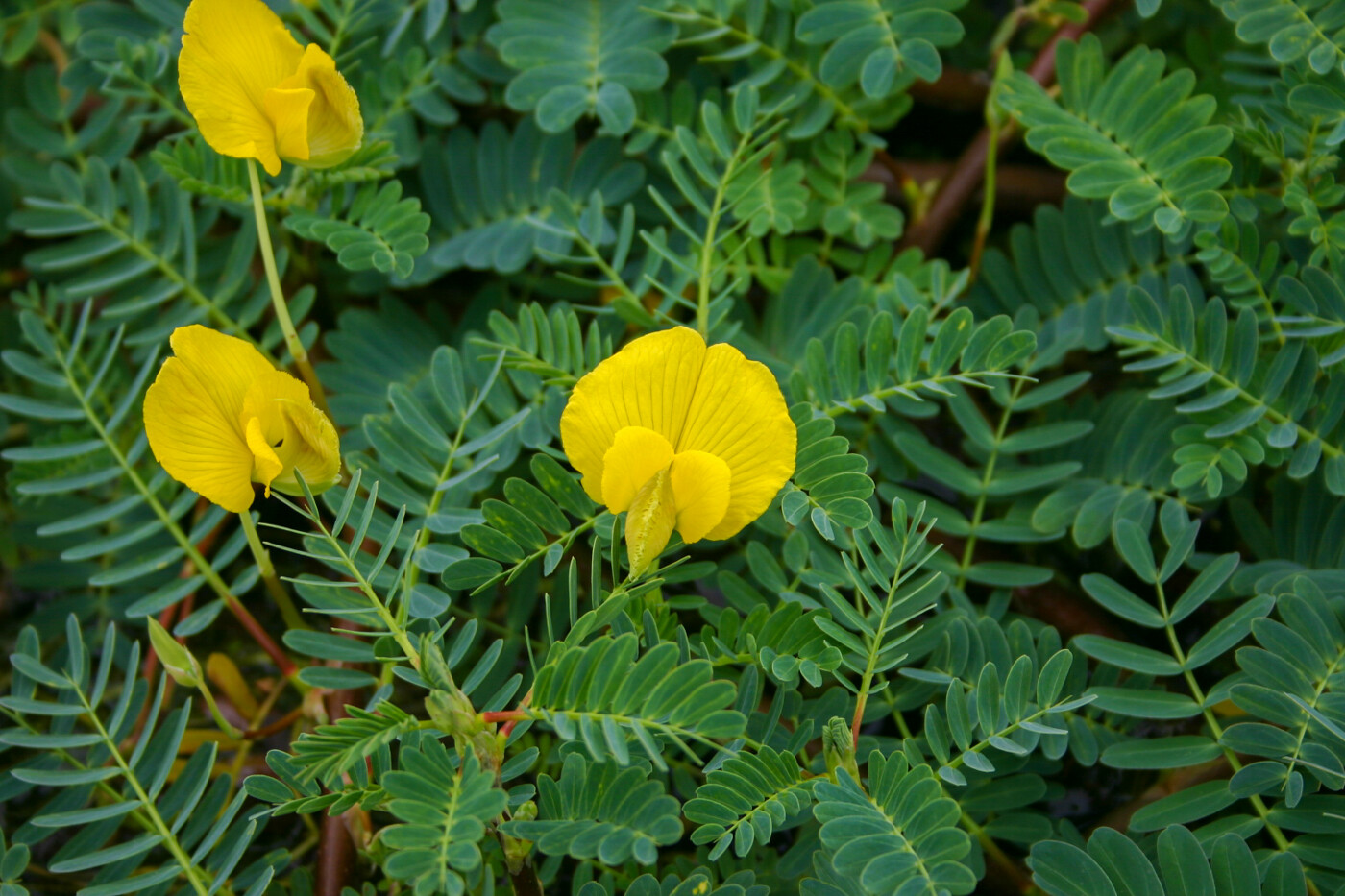 Botswana Wonder Sensitive Plant Tropical Aquatic Pond Plant – Buy 2 Get 1 FREE