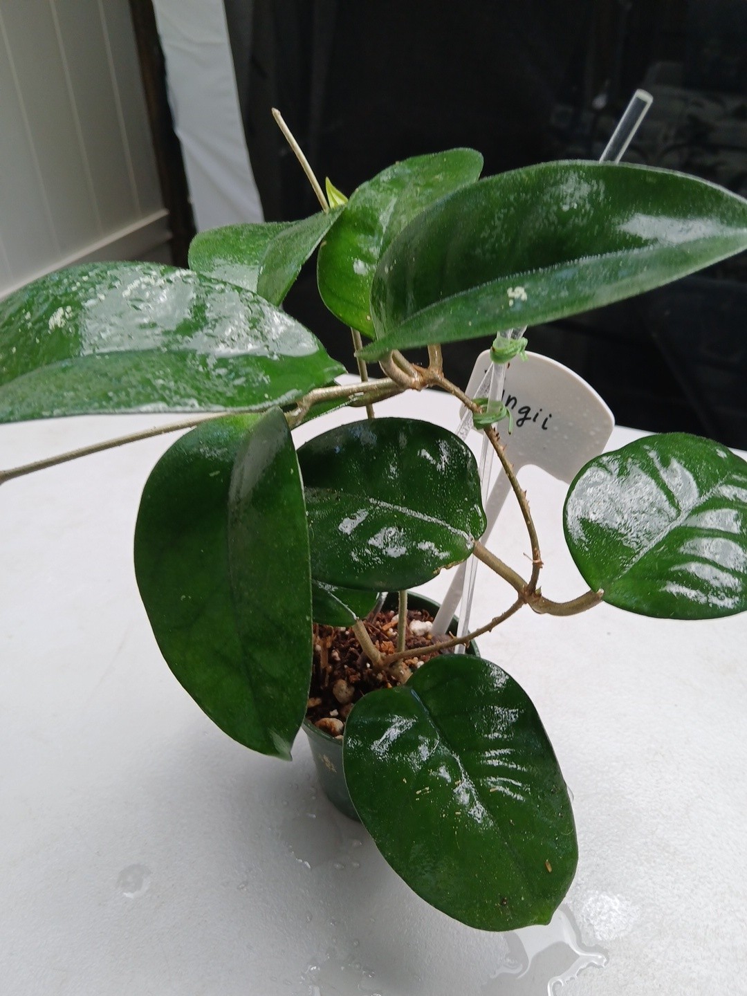 #379- HOYA FUNGI I LIVE PLANT, LARGE LEAF, LARGE PLANT,