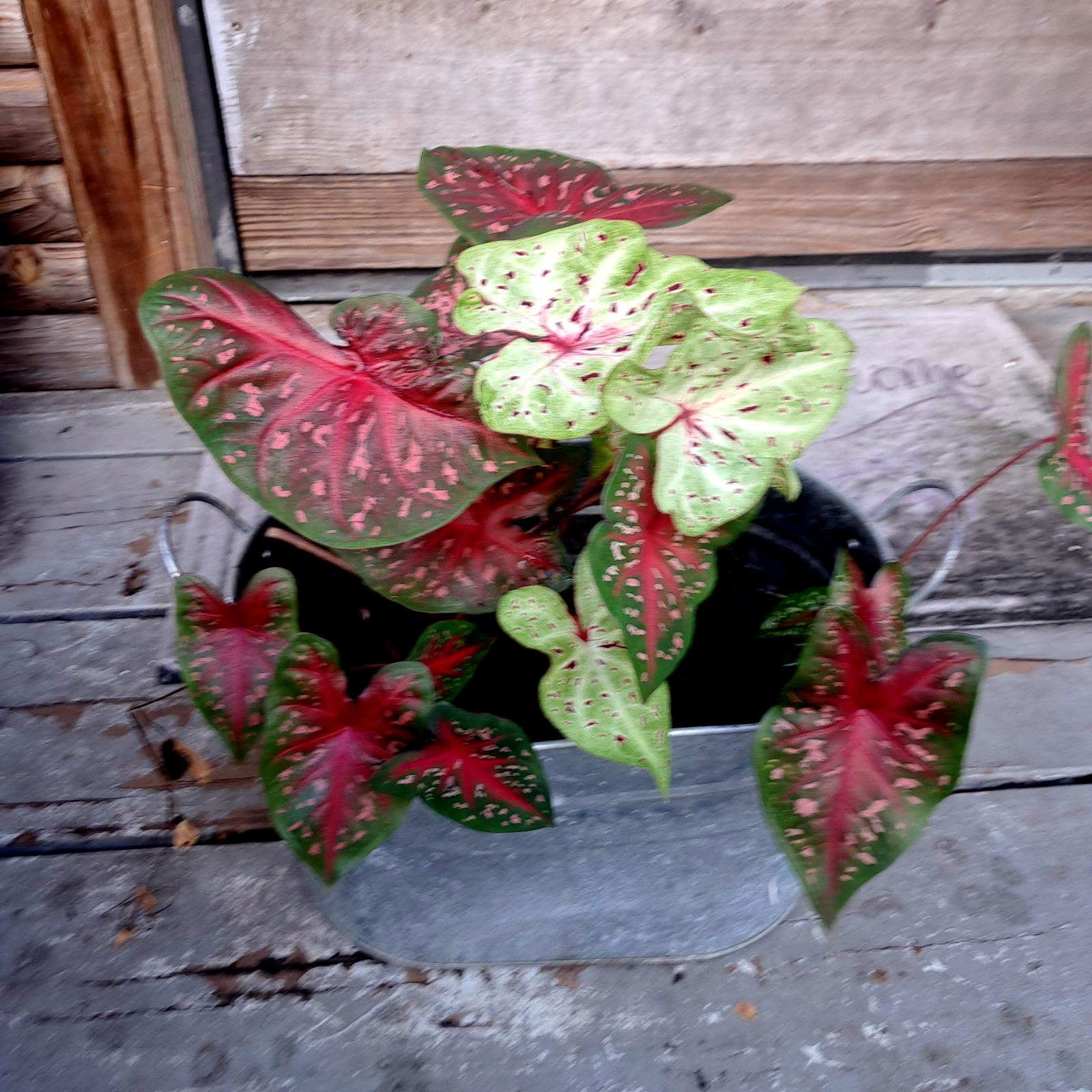Caladium Bulbs for Planting , Mix 4 Bulbs Multi Colors from Florida