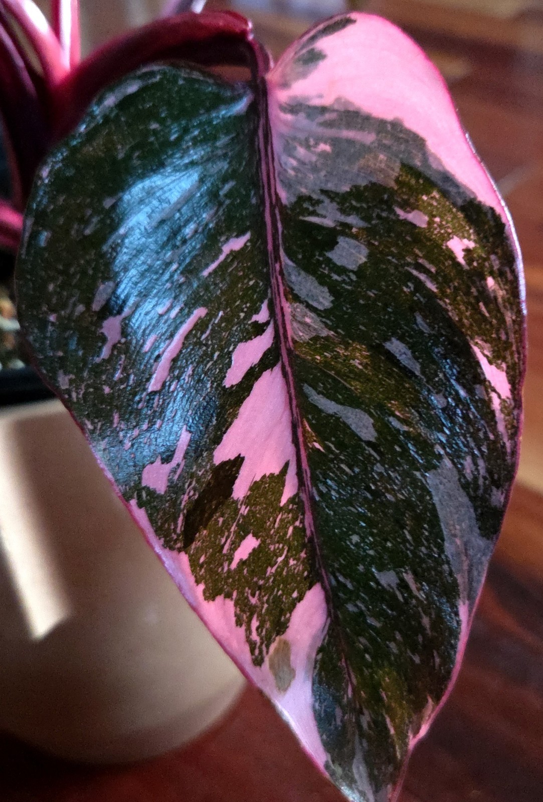 Rare Philodendron Dark Cherry Princess Galaxy 15″ Wide Not Monstera Anthurium