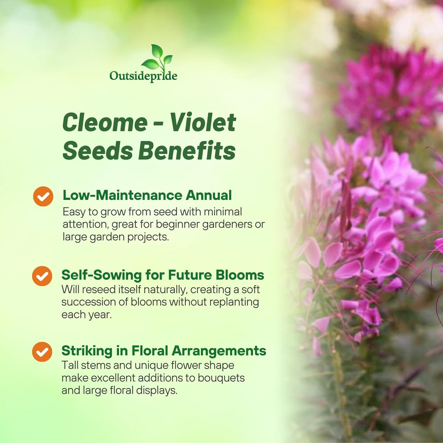 1000 Seeds Spider Flower Drought Tolerant Cleome Violet Queen Garden Flower Seed