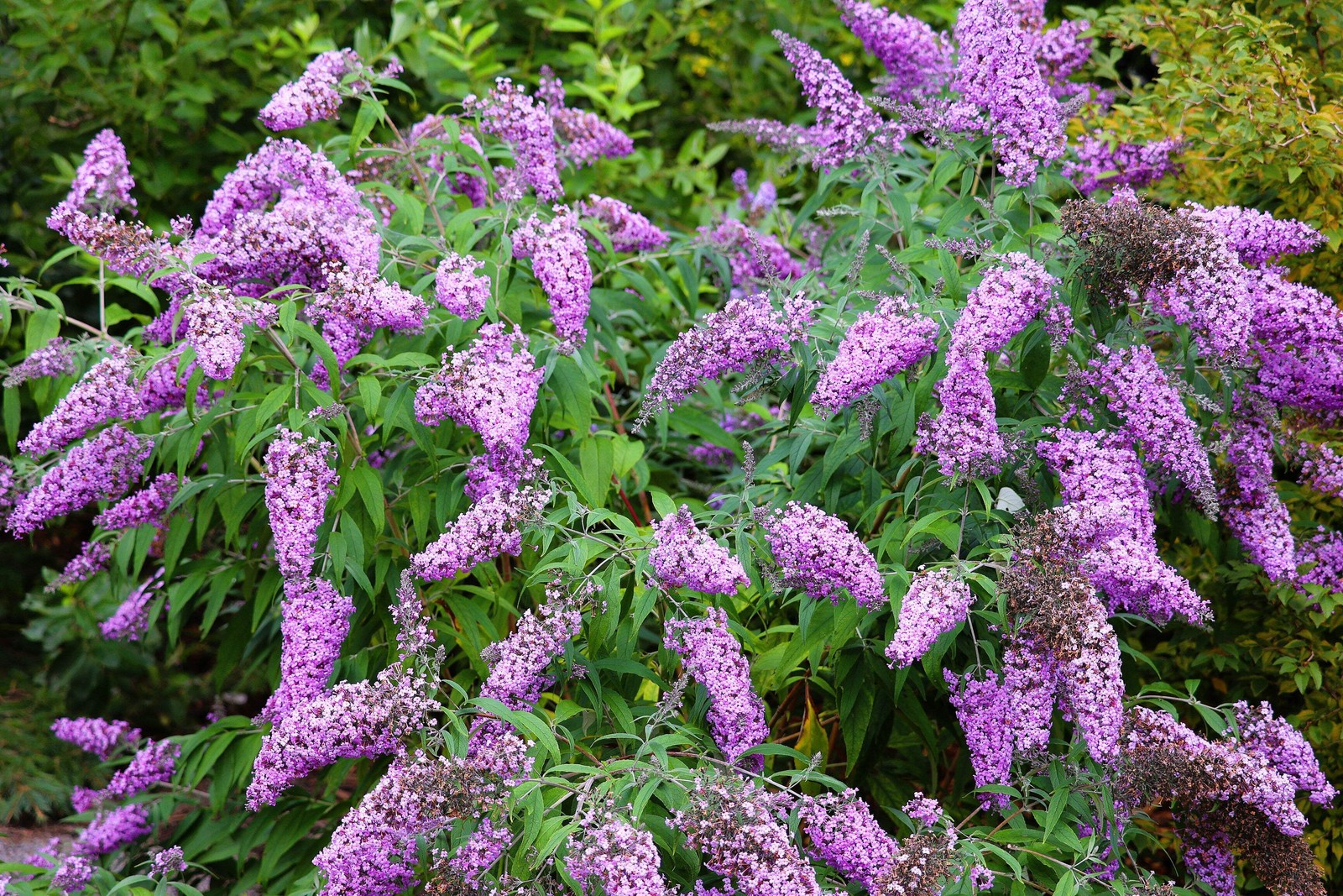 100 MIXED COLORS BUTTERFLY BUSH Buddleia Davidii Flower Seeds *Flat S/H