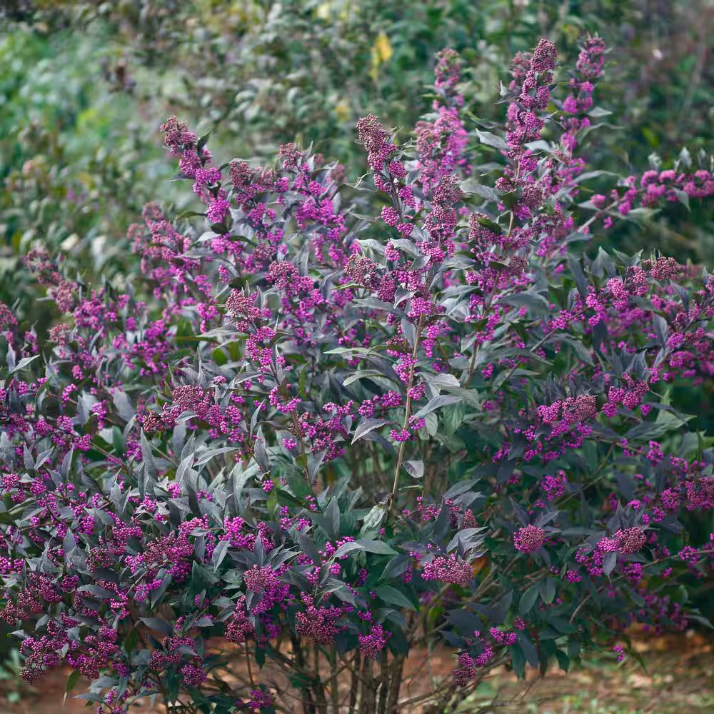 4.5 In. Qt. Pearl Glam Beautyberry Bush (Callicarpa) Live Shrub, Dark Purple Fol