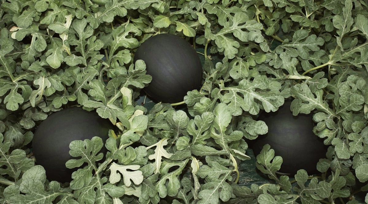 50+ Blacktail Mountain (Glenn Drowns) Watermelon Seeds – USA – FREE SHIPPING!