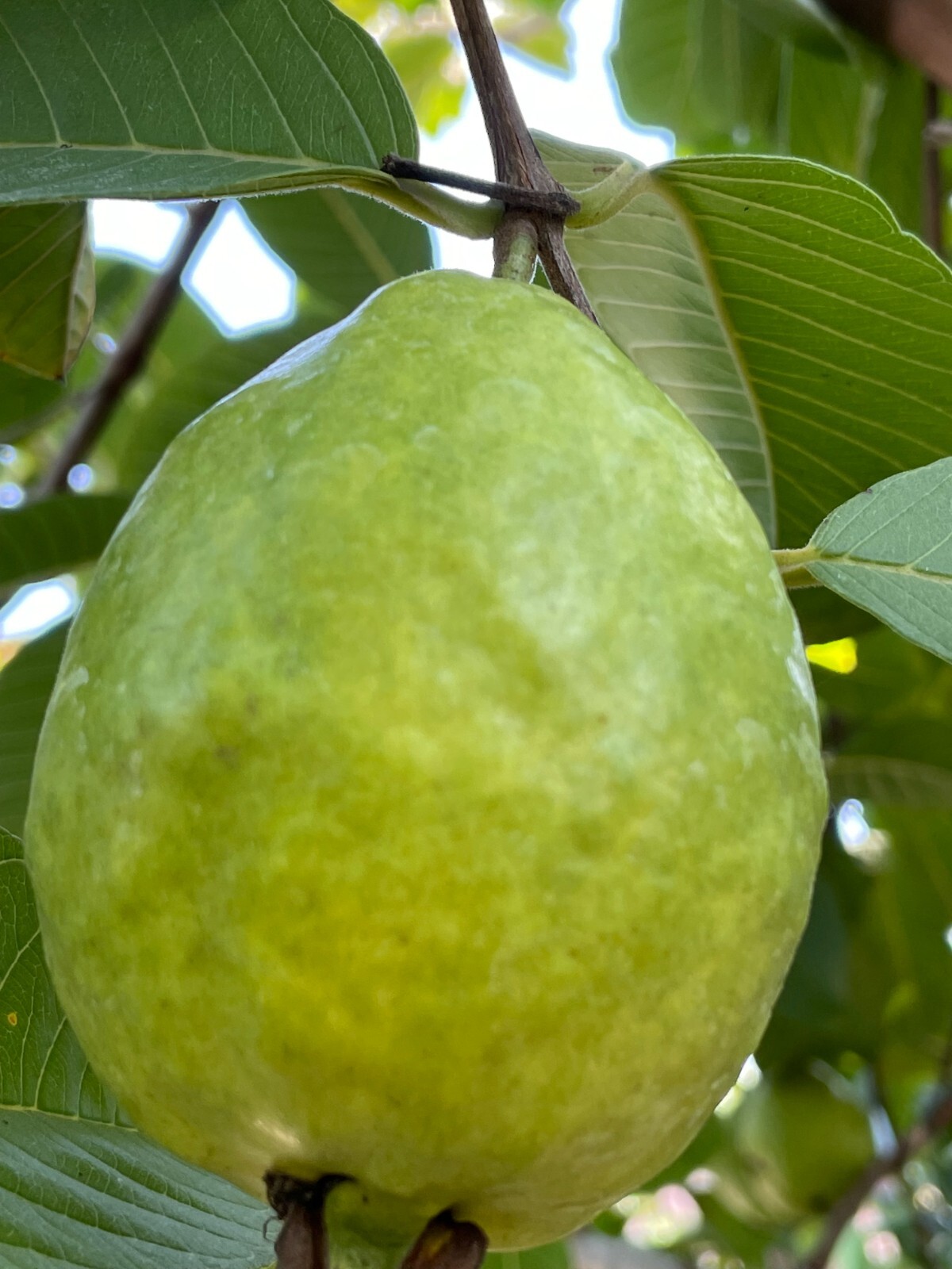 50 Pcs Rare Guava, Psidium Guajava Seeds, High Germination Seeds