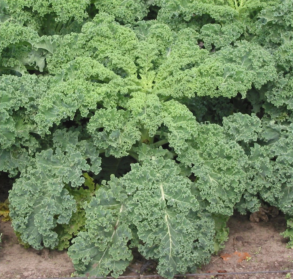 Siberian Dwarf Kale Seeds, NON-GMO, Cruciferous Vegetable, Winter Hardy