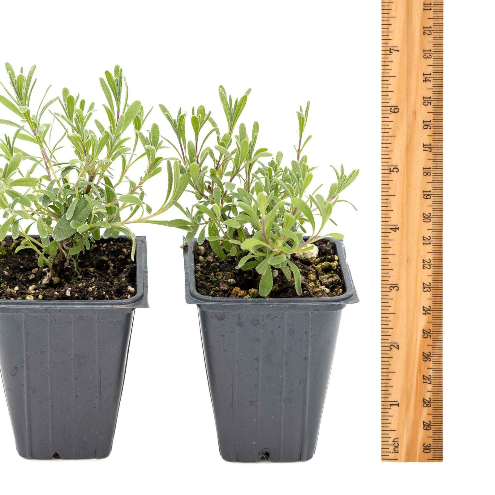 2 Super Blue Lavender Plants in 3.5″ Cubes, Live Fragrant Evergreen (Lavandula)