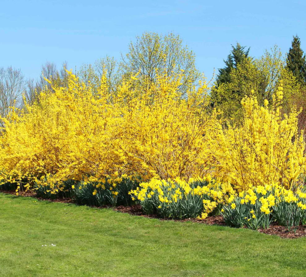 Lynwood Gold Forsythia Plant – 4″ Pot – AK: Bareroot Oct–May – No Ship PR, HI