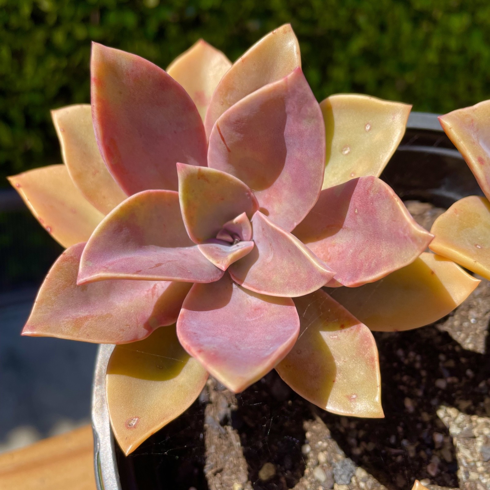 Graptoveria Dusty Rare Succulent Fully Rooted 1-Head Plant Easy Care 1-2 Inch