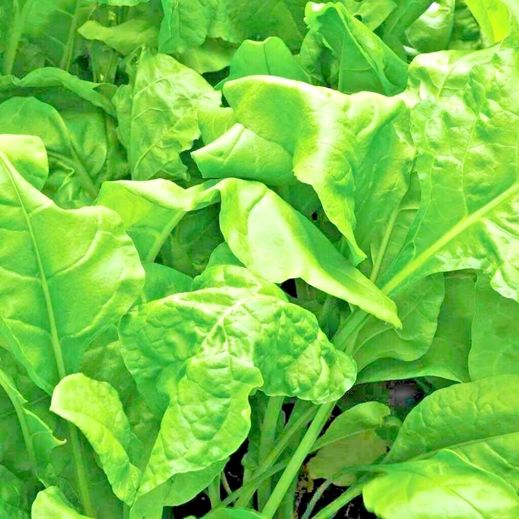 600+TENDERGREEN MUSTARD Seeds Organic Spring Fall Garden Container Greens Easy