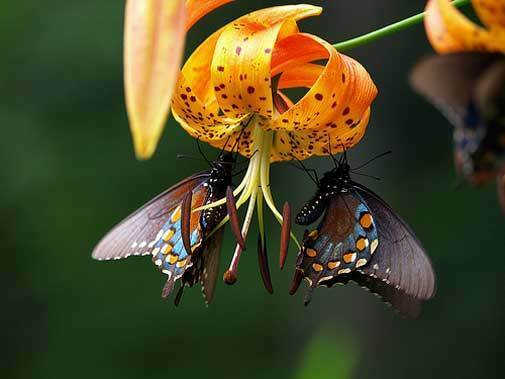Lilium superbum | Turks-Cap | American Tiger | Turban Swamp Lily | 20_Seeds