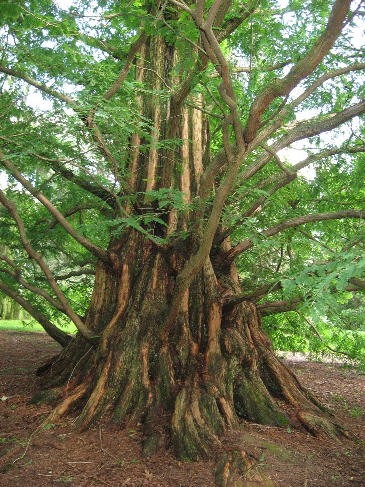 Dawn Redwood (Metasequoia glyptostroboides), 50 seeds