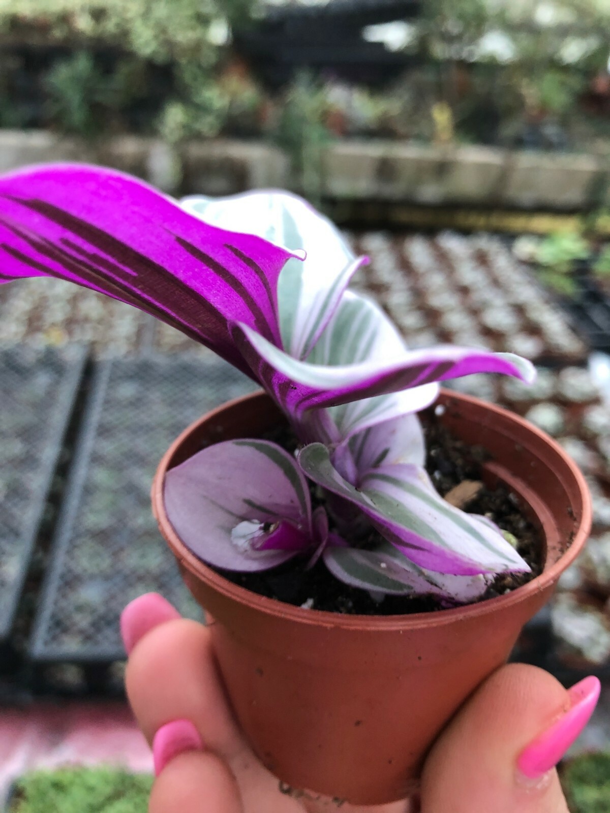 TRADESCANTIA ‘NANOUK’ (PINK WANDERING JEW) TRADESCANTIA FLUMINENSIS 2 1/4 INCH