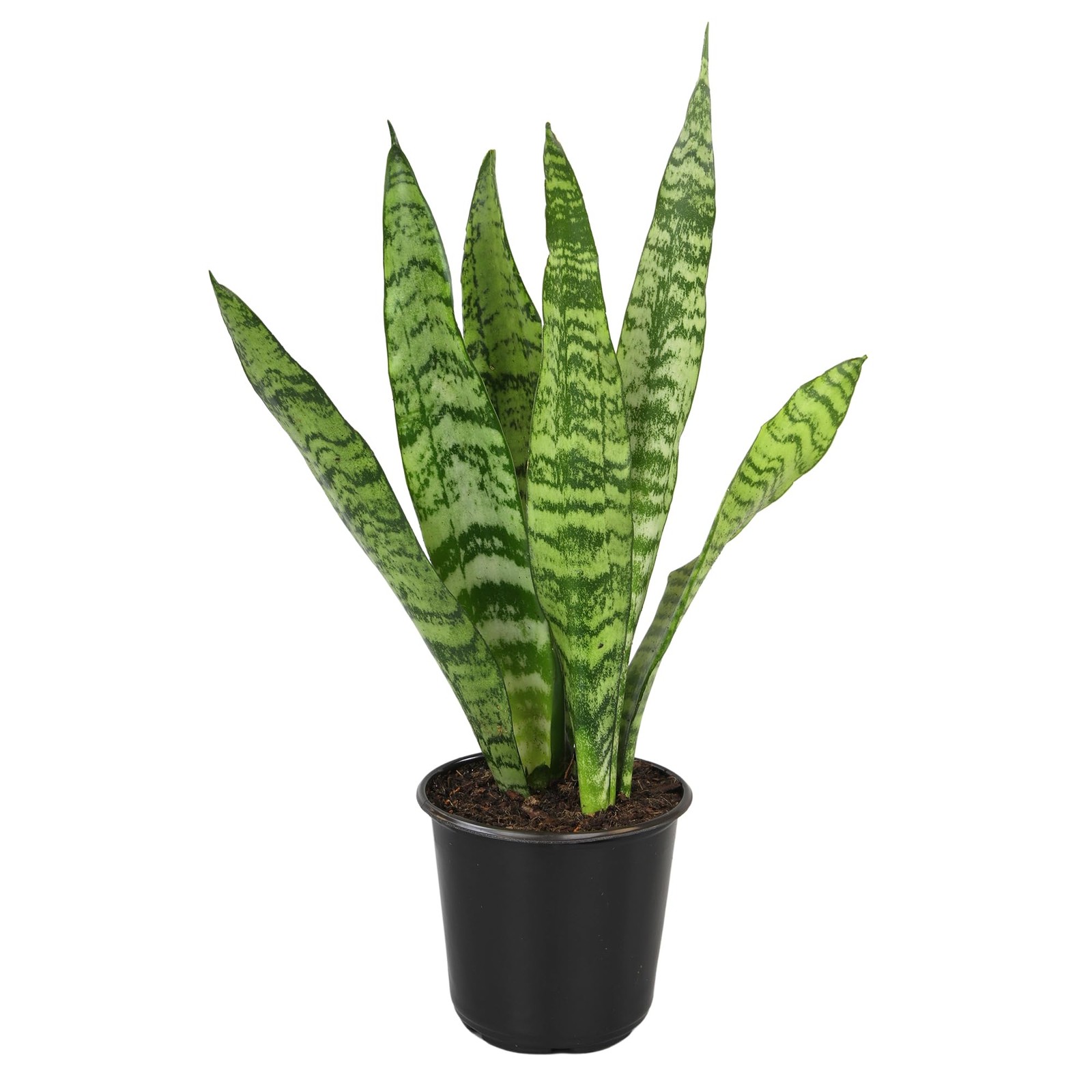 Live Snake Plant, Sansevieria Zeylanica, Indoor House Plant In Pot,