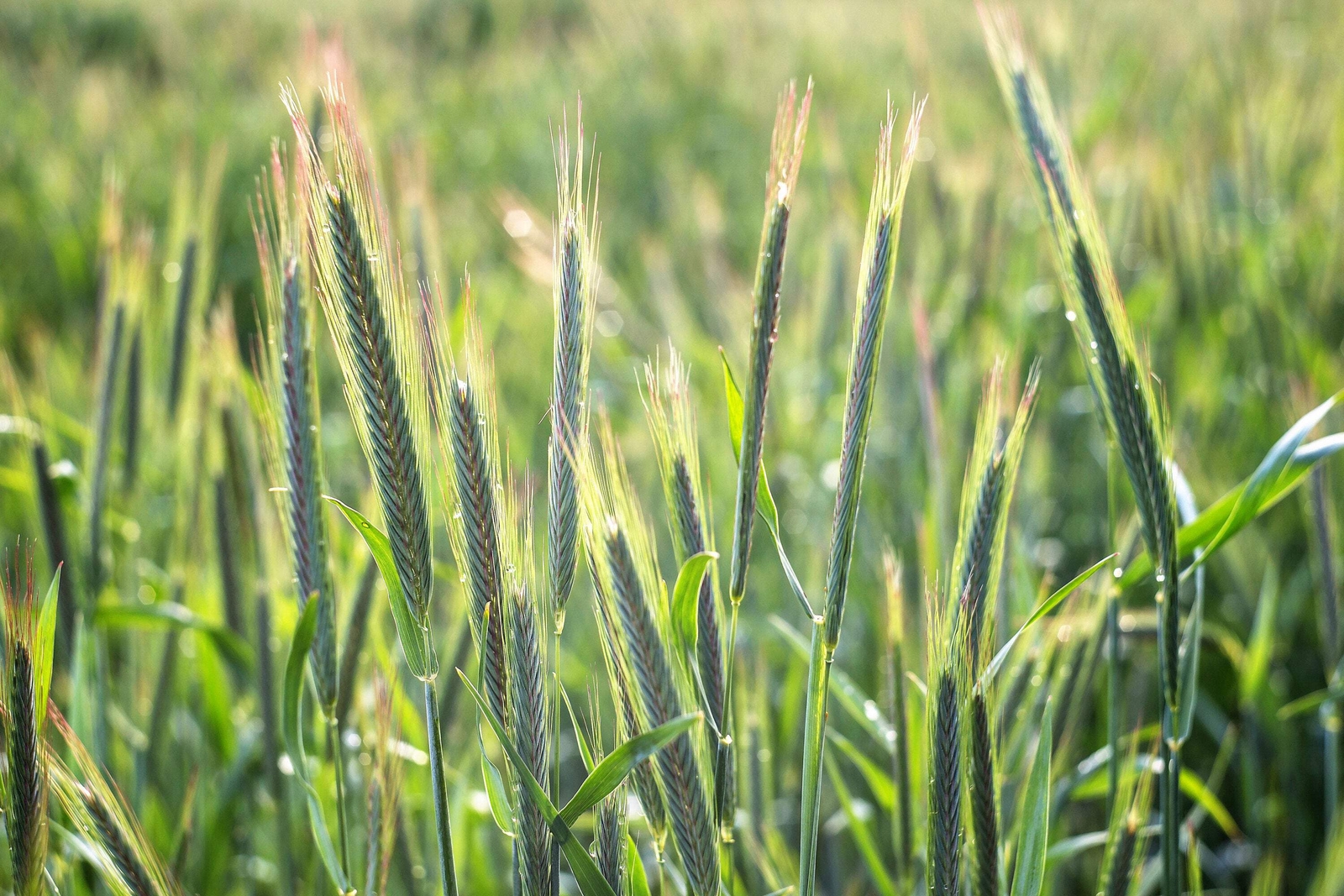 350 AROOSTOOK RYE Secale Cereale Cereal Grain Hardy Winter Cover Crop Seeds