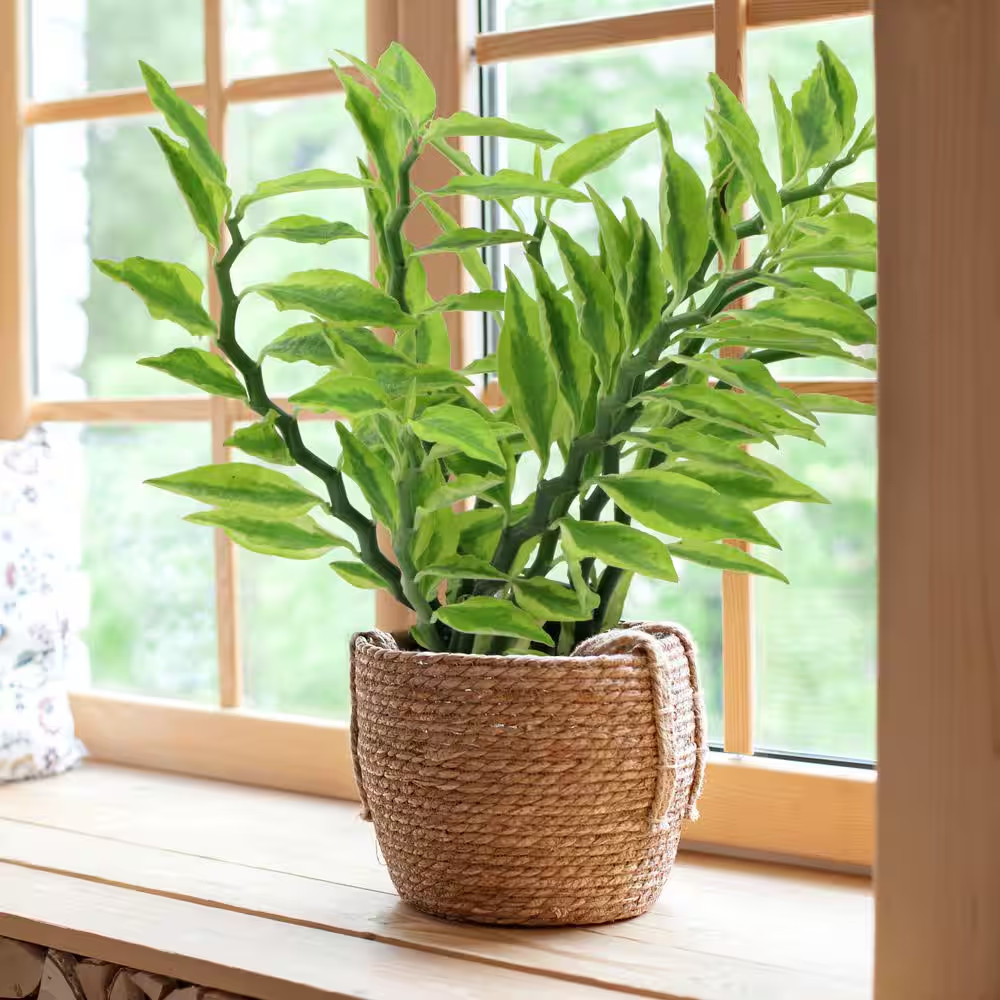 6 In. Pedilanthus Tith Variegated Plant in Grower Container