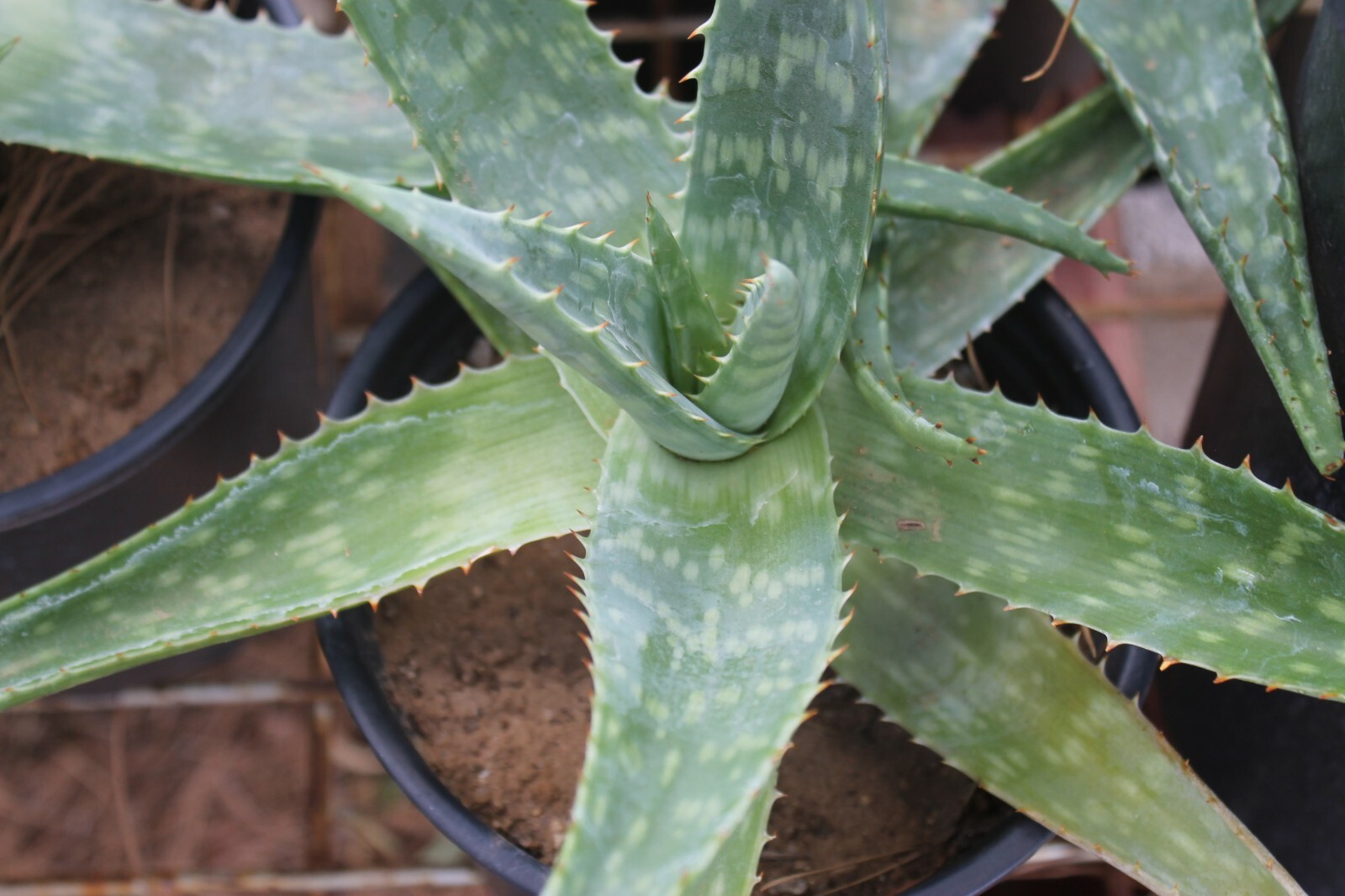 ALOE VERA BARBADENIS 4 TO 15 INCHES WITH ROOT LIVE PLANT MEDICINAL PURPOSES
