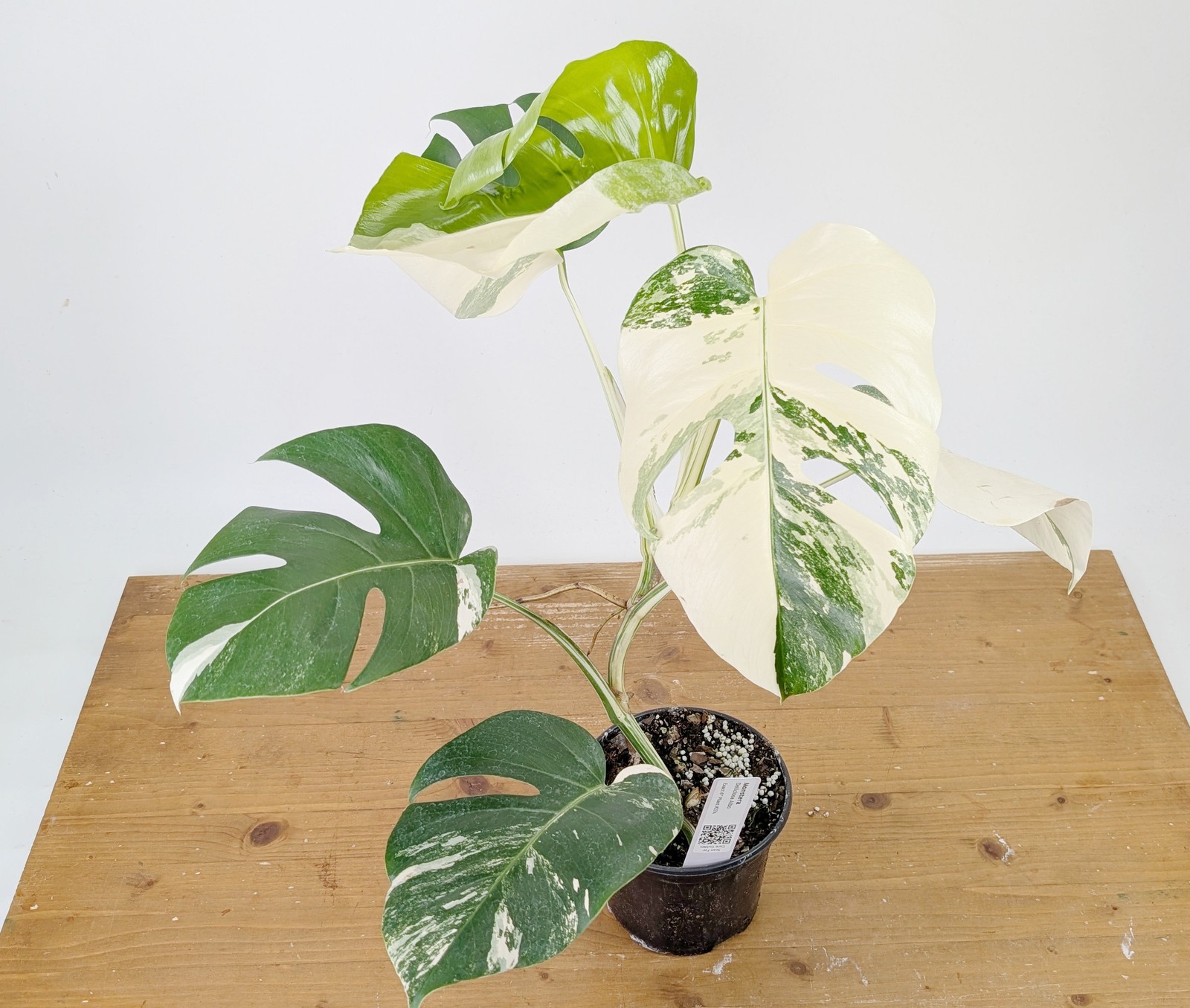 Monstera Albo Borsigniana Variegata – Exact Plant #26A – 6″ Pot