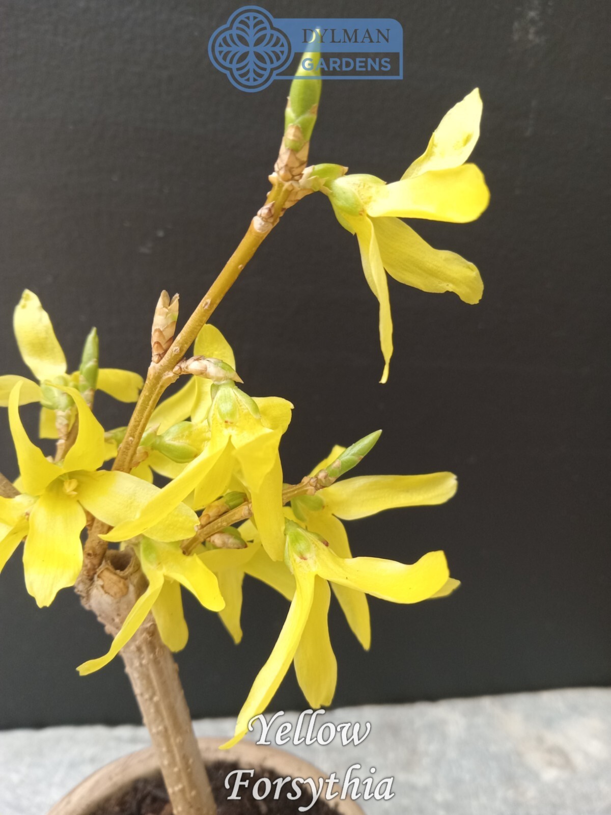 Forsythia Plant (Forsythia x intermedia) – Yellow Spring Blooms – Multiple Sizes